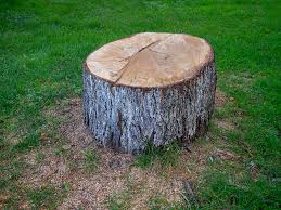 Best Emergency Tree Removal  in Bayard, NM