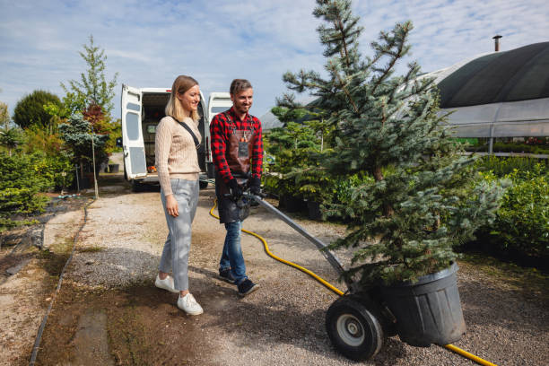 Best Lawn Drainage Solutions  in Bayard, NM