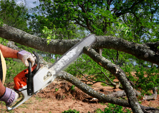 Best Tree Cabling and Bracing  in Bayard, NM
